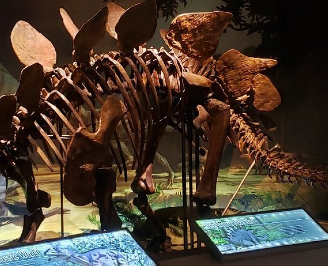 Fossilized skeleton of a dinosaur on display at a museum