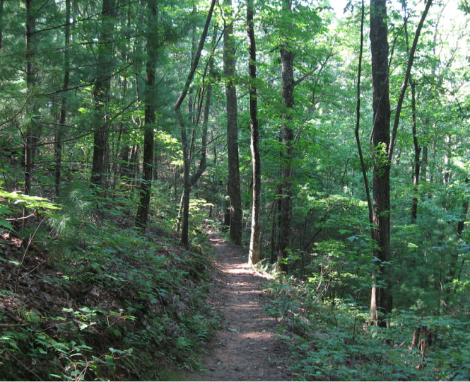 Scenic walking path through a lush, green forest with trees